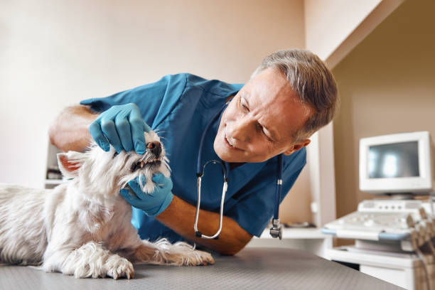 Best Emergency Dental Services for Seniors in Oakland Park, FL